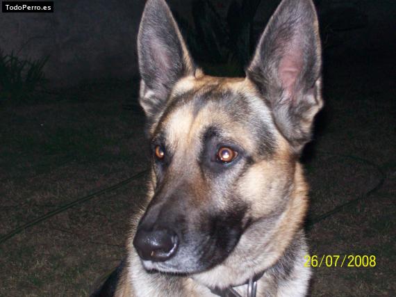 La foto del perro
