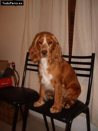 Foto del perro Olivia