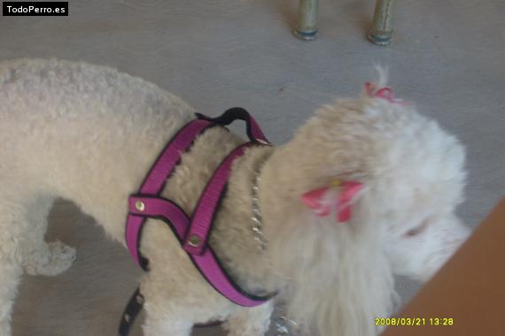 Foto del perro Hannah