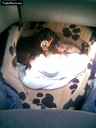Foto del perro Cody