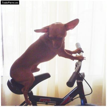 Foto del perro Yenky