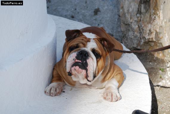 La foto del perro