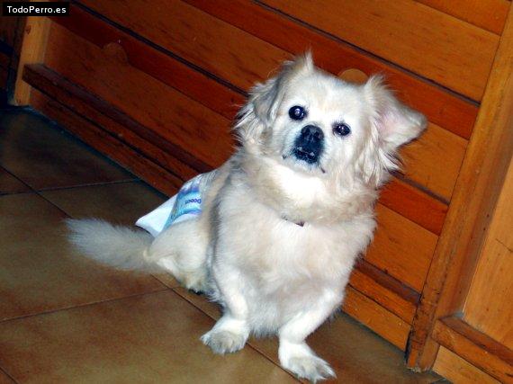 Foto del perro Skipy