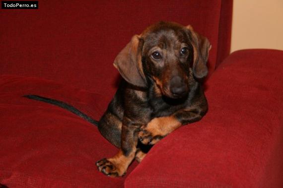 Foto del perro Coco