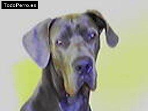 Foto del perro Troy