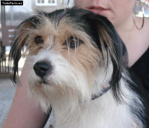 La foto del perro Lia Foto del perro Lia