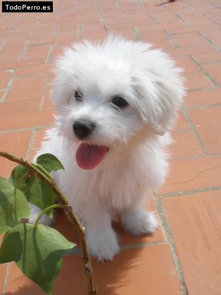 Foto del perro Odri