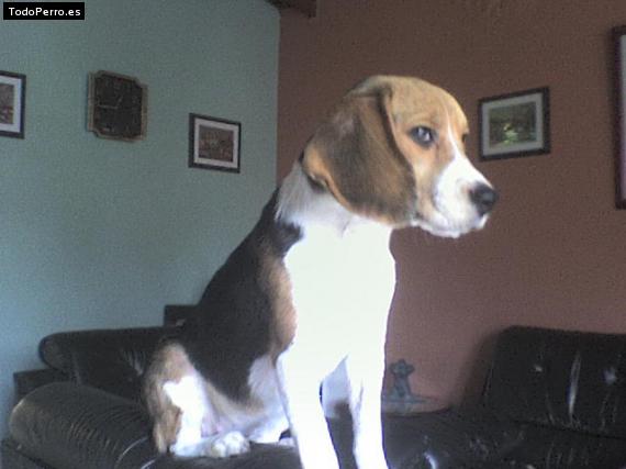 La foto del perro