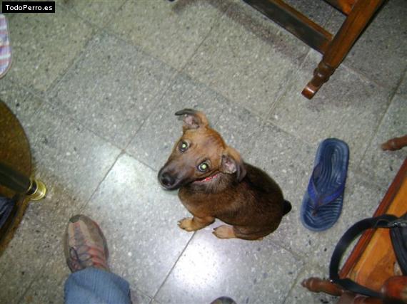 Foto del perro Escuby