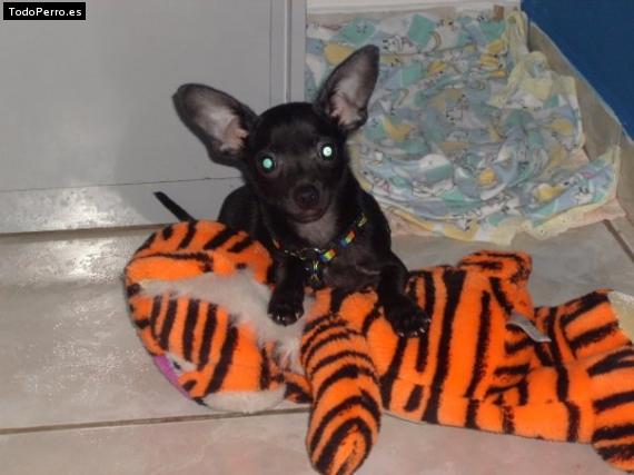 Foto del perro Max