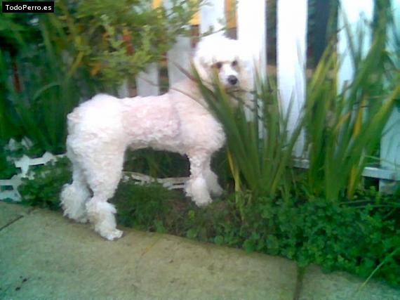 Foto del perro Josefa