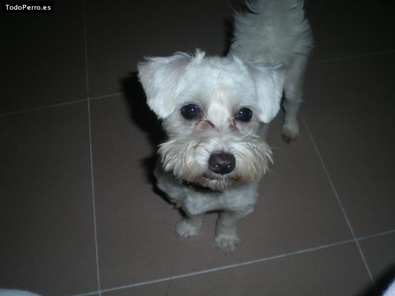 La foto del perro