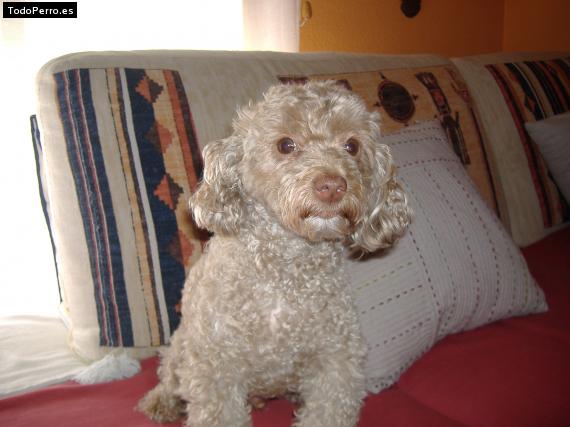 Foto del perro Chispi