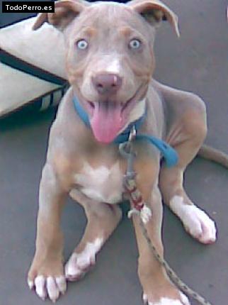Foto del perro Siro