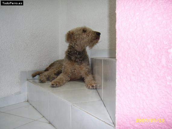 La foto del perro