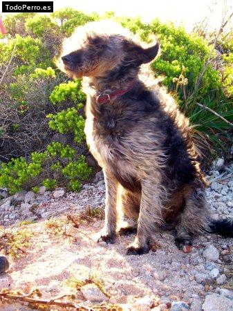 Foto del perro Salva