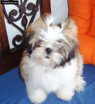 Foto del perro Taty