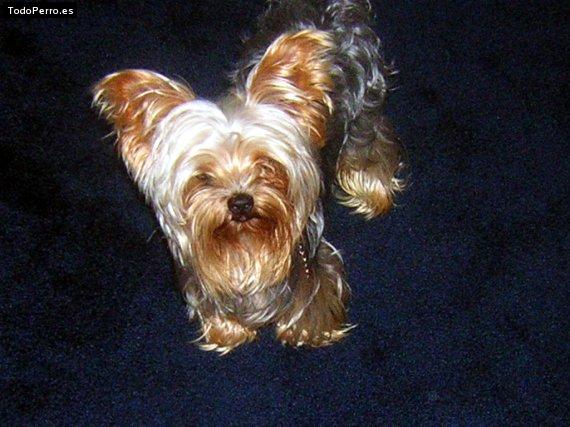 La foto del perro Ulises Foto del perro Ulises