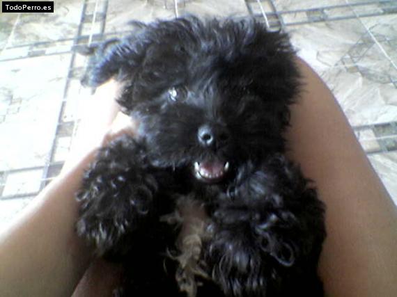 Foto del perro Talita