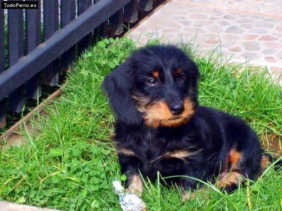 Foto del perro Bernardo