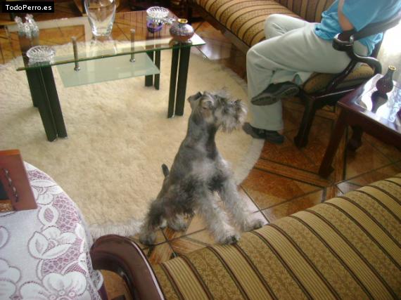 La foto del perro
