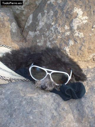 Foto del perro Sussy