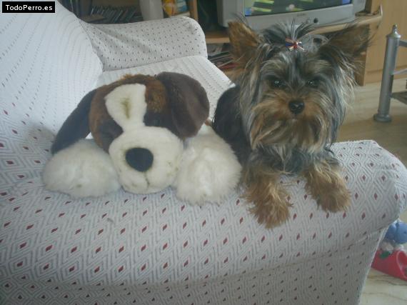 La foto del perro