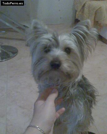 Foto del perro Yoda