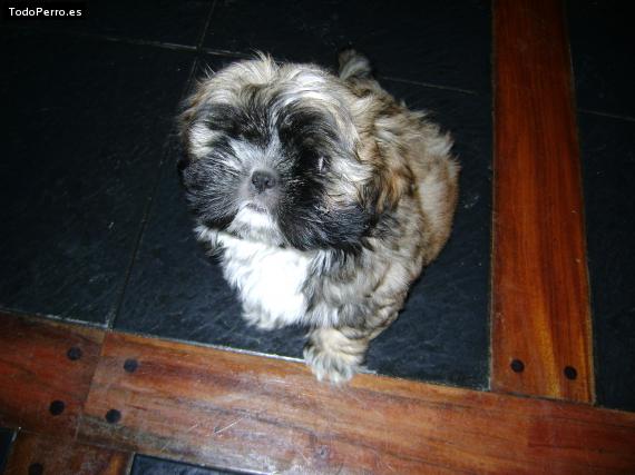 Foto del perro Rony