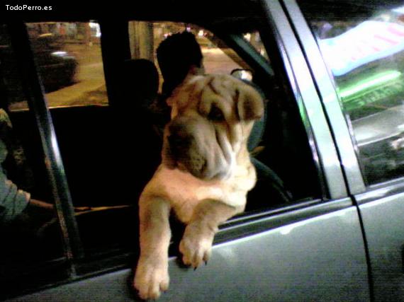La foto del perro