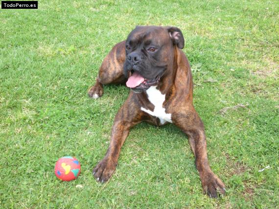 Foto del perro Tayshon