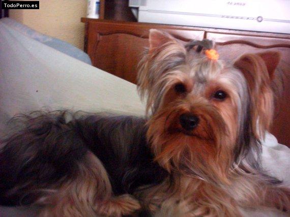 La foto del perro Micky Foto del perro Micky