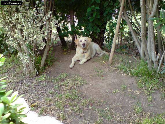 Foto del perro Luna