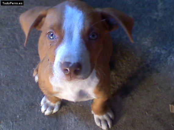 Foto del perro Chorizo
