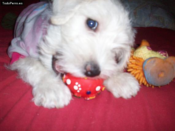 La foto del perro Joya Foto del perro Joya