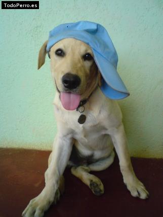 Foto del perro Olaf