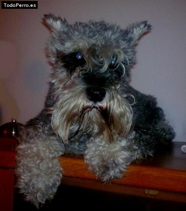 La foto del perro Liby Foto del perro Liby