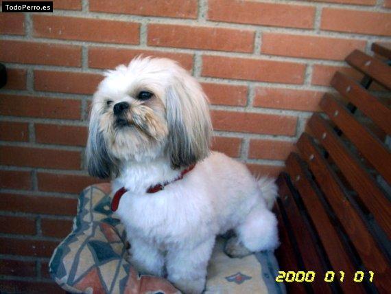 Foto del perro Senyor
