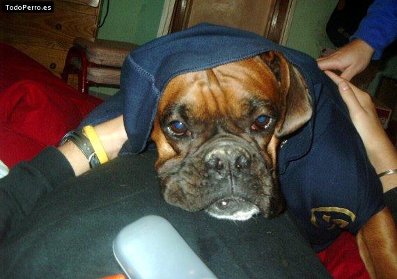 Foto del perro Willy