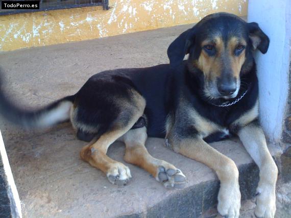 Foto del perro Helios