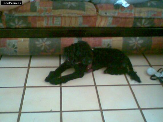 Foto del perro Chuleta