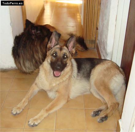 Foto del perro Fiona