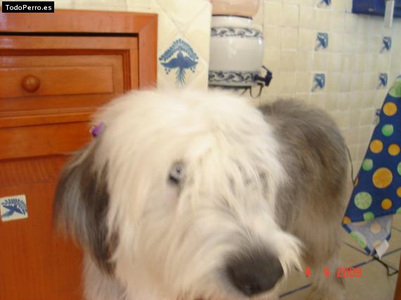 La foto del perro Pepa Foto del perro Pepa