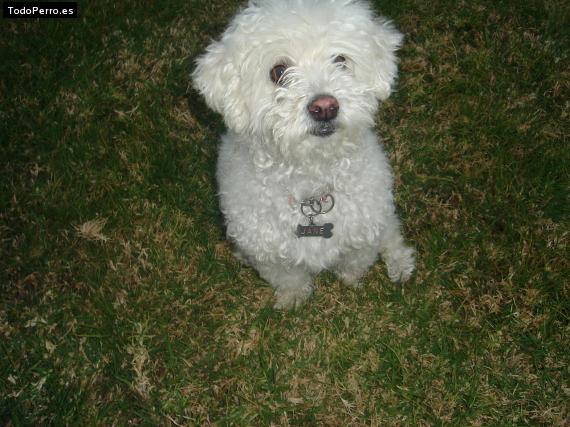 Foto del perro Jane