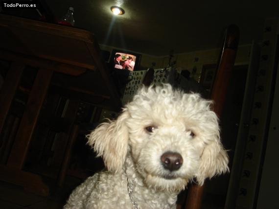 Foto del perro Hannah