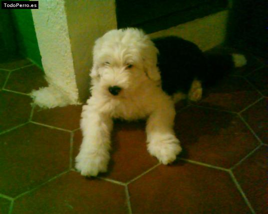 La foto del perro Leia Foto del perro Leia