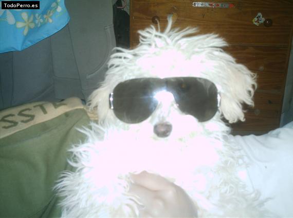Foto del perro Coqueta