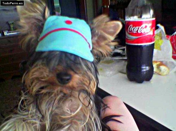 La foto del perro