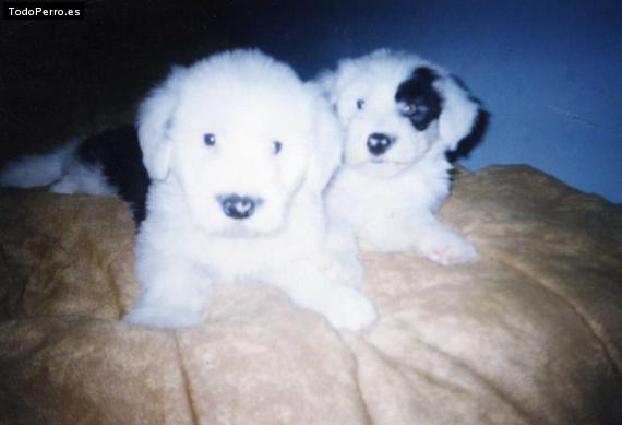 La foto del perro Ismael Foto del perro Ismael