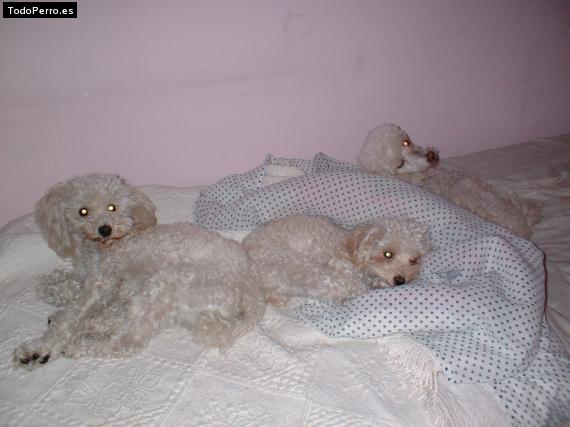 Foto del perro Coquis, fiona y key